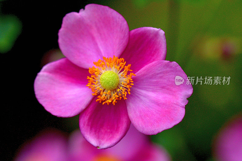 银莲花/日本银莲花花